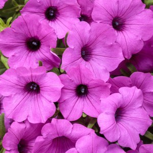 Vista Jazzberry_300x300_300x30098